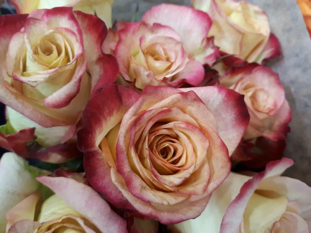 Rosegarden Guesthouse พอนโกลา ภายนอก รูปภาพ
